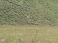 Ovis aries