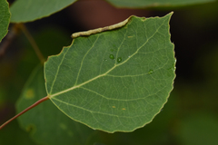 Euura robusta