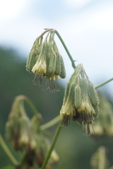 Nabalus serpentarius