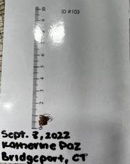 Steatoda triangulosa