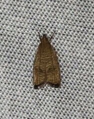 Psilocorsis reflexella