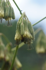 Nabalus serpentarius