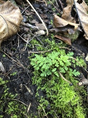 Cystopteris protrusa