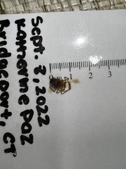 Steatoda triangulosa