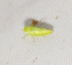 Batracomorphus