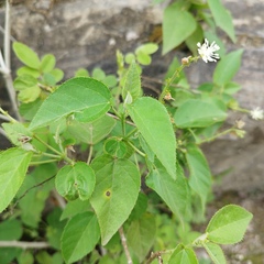 Croton ciliatoglandulifer