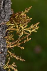 Arceuthobium americanum