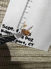 Steatoda triangulosa