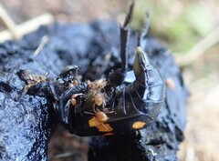 Nicrophorus defodiens