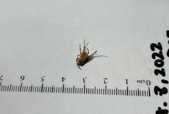 Steatoda triangulosa
