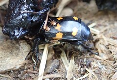 Nicrophorus defodiens