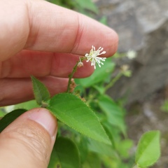 Croton ciliatoglandulifer