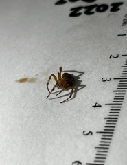 Steatoda triangulosa