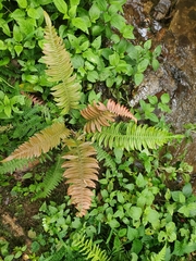 Blechnum