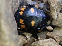 Nicrophorus defodiens