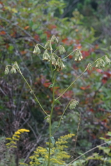 Nabalus serpentarius