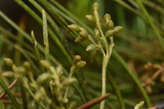 Arceuthobium americanum