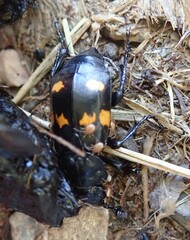 Nicrophorus defodiens