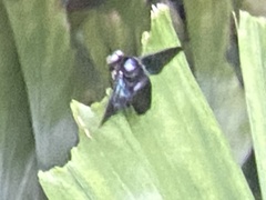 Xylocopa latipes