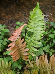 Blechnum