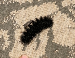 Hypercompe permaculata