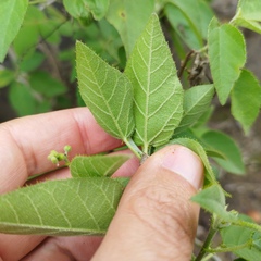 Croton ciliatoglandulifer