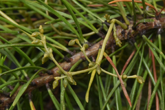 Arceuthobium americanum