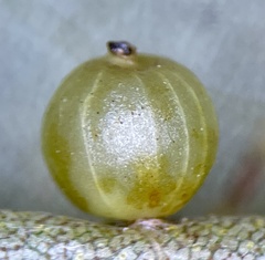 Caryomyia leviglobus