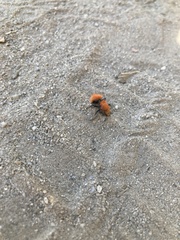 Dasymutilla flammifera