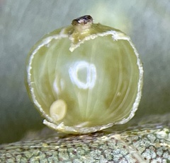 Caryomyia leviglobus