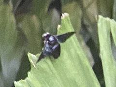 Xylocopa latipes