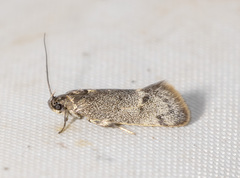 Leistomorpha brontoscopa