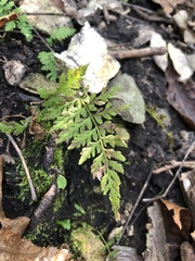 Cystopteris protrusa