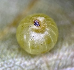 Caryomyia leviglobus