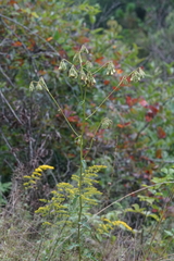 Nabalus serpentarius