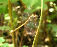 Macrothemis inacuta