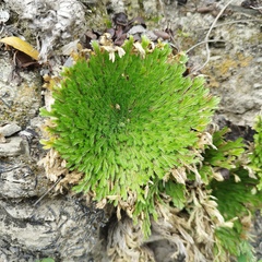 Selaginella pallescens