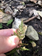 Cystopteris protrusa