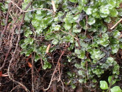 Pellia neesiana