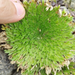 Selaginella pallescens