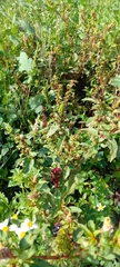 Phytolacca octandra