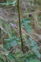 Nabalus serpentarius