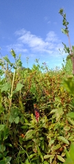Phytolacca octandra