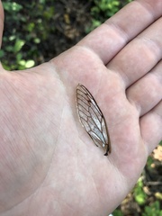 Neotibicen lyricen