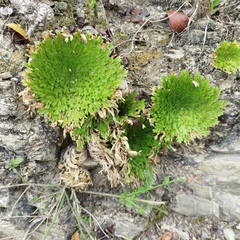 Selaginella pallescens