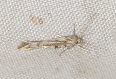 Stathmopoda