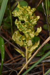 Cronartium comandrae