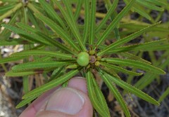 Stillingia texana