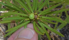 Stillingia texana
