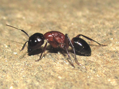 Camponotus texanus